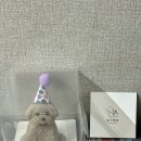 해피댕스 | 귀염뽀짝 대구강아지케이크 댕스투유(DaengsToYou)