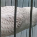 잉꼬