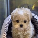 상남동181 | 창원 애견샵 후기 : 퍼피어스 강아지 분양 선택 이유