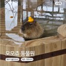 씨유제주신화월드점 - 서귀포시 신화역사로403번길 82 | 제주가볼만한곳 카피바라가 있는 모모쥬 동물원 제주신화월드점 후기