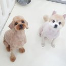 스타덤 펫살롱 이미지