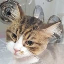 이쁘냥 고양이미용실 서대문점 이미지