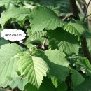 오리나무 이미지