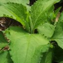 가리산농장 이미지