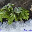 사랑으로 이미지