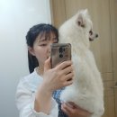 바미헤어 이미지