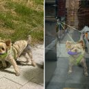 이모네 강아지 이미지