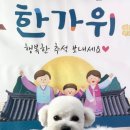 비비펫미용 이미지