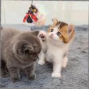 캣스토리 고양이분양 일산본점 | 일산고양이분양 캣스토리 고양이분양 일산본점, 입양 전 꼭 둘러볼 공간