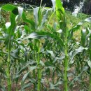 연임농장` 이미지