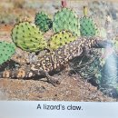 39 Snakes And Lizards 이미지
