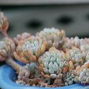 블루빈스 이미지