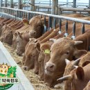 인천축협판매장 이미지