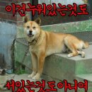 우리집 강아지 이미지