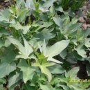 자미농장 이미지