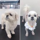 또리네 멍멍이 미용실 이미지