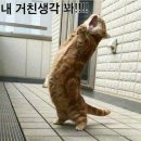 가자 이미지