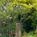 초록슈피아 이미지