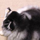 강서하이동물병원 이미지