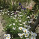 펜션 무이 | 평창 펜션무이 후기 – 계절이 머무는 집, 마음이 쉬어가는 하루🌿