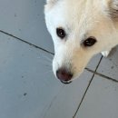 카페훈트 | 경기도 화성 유기견 입양 카페 훈트 방문 후기: 유기견 입양 카페/훈트 입양 카페