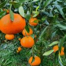 은파농장 이미지