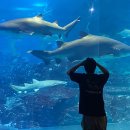 해운대물고기 이미지