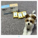 하이독 | 강아지 화식 추천 | 하이독 화식 내돈내산 후기