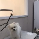 바둑이 쌀롱 이미지