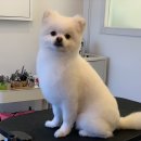 코모네 펫하우스 이미지