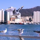 부산갈매기 이미지