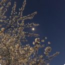 또레세치킨 | 202303