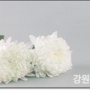 강원장의사 이미지