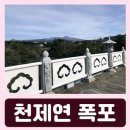 천제연 담팔수나무 | 중문 천제연 폭포 입장료 소요시간 방문기