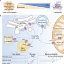 Re: 지질대사, Lipotoxicity 지질독성 2021 이미지