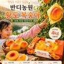 경북 의성 반디농원 황도(신황도) 판매 합니다 이미지