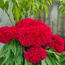 박장철효자각 이미지