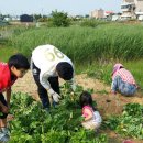 열무농장 이미지