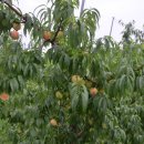 전통묵집 이미지