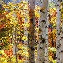 가을을 속삭이는 자작나무 숲 이미지