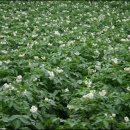 감자꽃필무렵 이미지