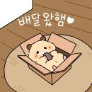콩볶는야옹이