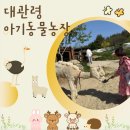 어미들 농장 | 강릉 아이랑 가볼만한곳 먹이주기 체험 후기_대관령 아기동물농장