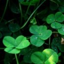 맑은동심유치원 이미지