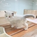 대전고양이분양 루나캣 | 대전세종고양이분양 루나캣｜충남권에서 신뢰받는 고양이전문 분양 후기