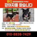 인천 연수구에서 강아지 잃어버렸대 목격시 제보 부탁할게 이미지