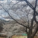 용연사주차장 | 대구 사찰 용연사 벚꽃길