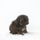 두진농장 | 김천말티즈분양 반려견과 함께한 따뜻한 하루