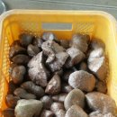 은행농장(염소) 이미지