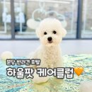 하울팟 케어클럽(분당서현점) | 분당 애견 호텔 : 하울팟 케어클럽 / 애견미용부터 유치원까지